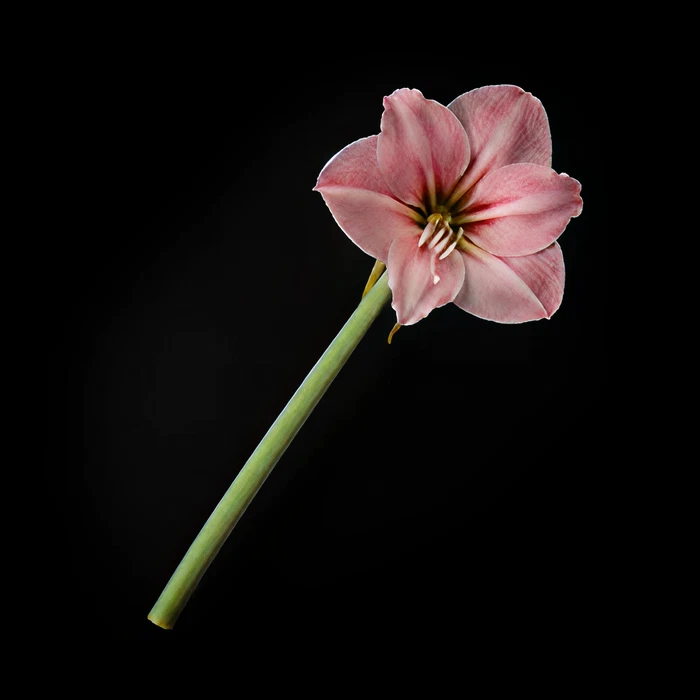 검은 배경 위 분홍 꽃