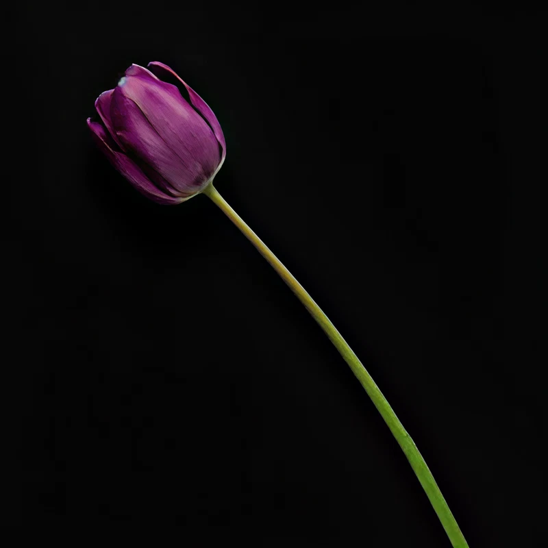 검은 배경 위 보라색 튤립